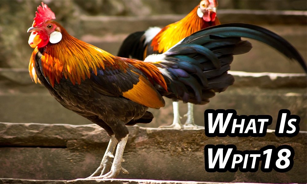 what is wpit18