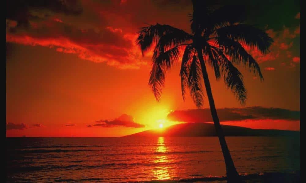 Tropical Sunsets